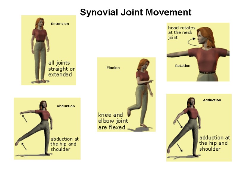 >Abduction Extension Rotation Flexion Adduction Synovial Joint Movement